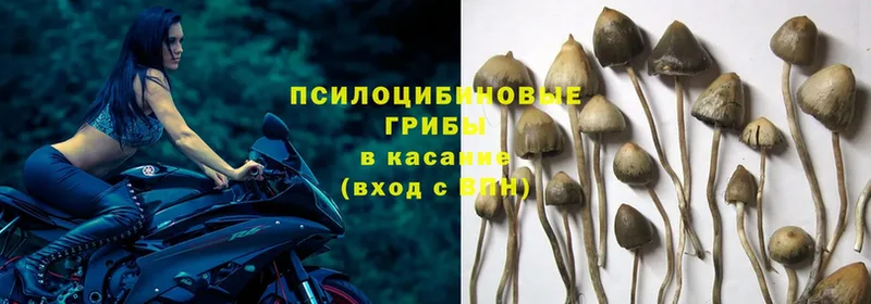 наркошоп  Новомичуринск  Галлюциногенные грибы Magic Shrooms 